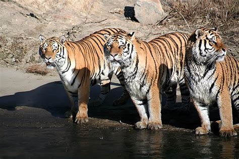 夢到三隻老虎 美容屬於什麼行業